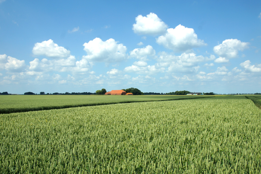 Wandelroute vanaf gaslocatie Westerwoldse Aa